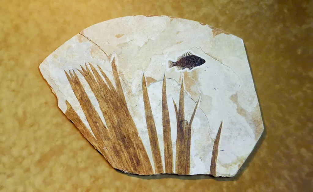 Touchstone Gallery Fossil