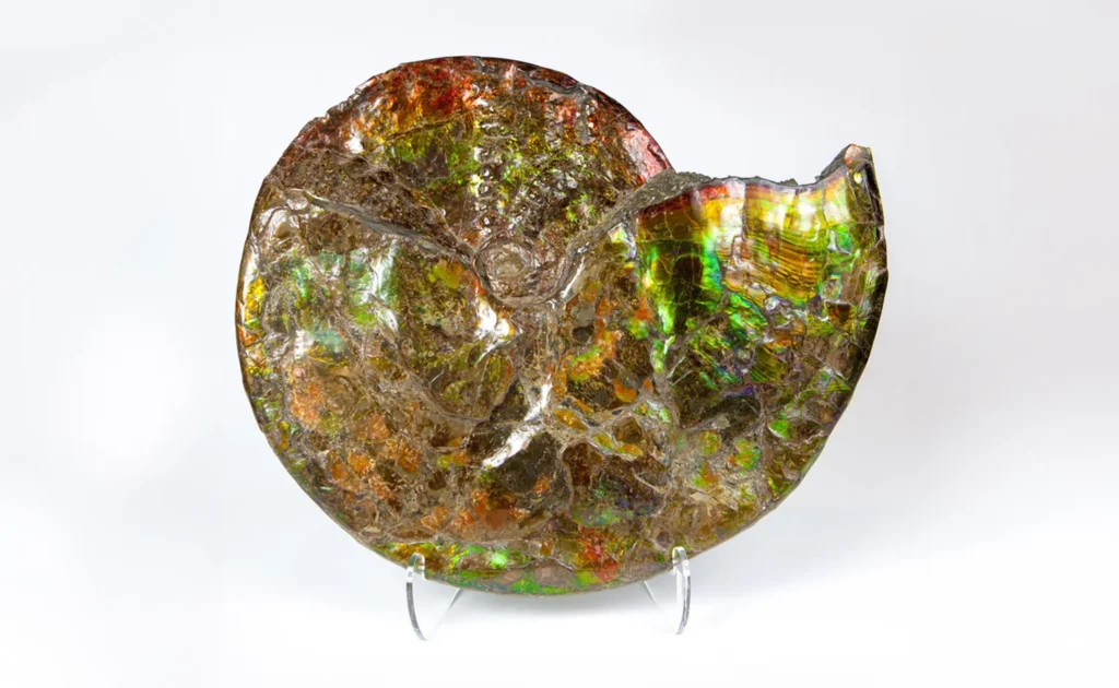 Touchstone Gallery Fossil Ammonite